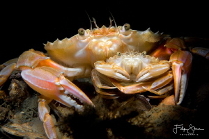 Harbour crab or Sandy swimming crab(Liocarcinus depurator... by Filip Staes 